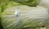 天津大白菜