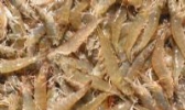天津南美白对虾