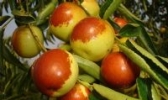 “翠果“牌冬枣