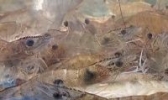 杨家泊对虾