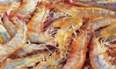汉沽东方对虾