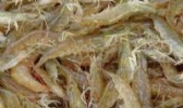 大黄堡虾
