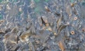 大黄堡鲤鱼