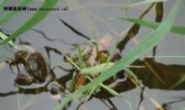 大黄堡河蟹