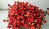 天津绢花