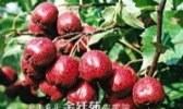 梁后庄村红果