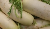 康疃白萝卜