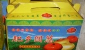 肥乡圆葱