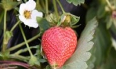 成安草莓