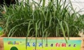 南宫韭菜