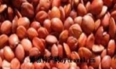 枣仁