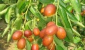 小枣