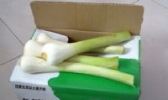 隆尧大葱