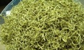 巨鹿金银花