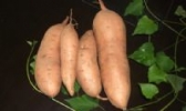 枣强甘薯