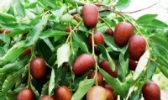 马莲小枣