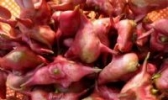 白洋淀菱角
