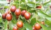 盐山红枣