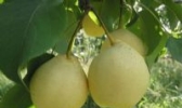 孟村鸭梨