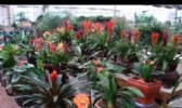 窑上花卉