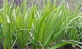 山韭菜