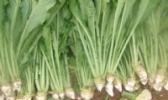保定春不老