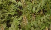 鹿梁甘草