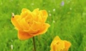 坝上金莲花