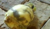 鸡豆米