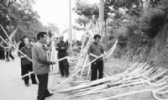 永清桑杈