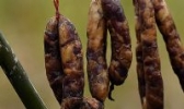 香肠