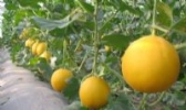滦州蜜瓜