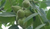 核桃楸
