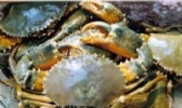 大海蟹