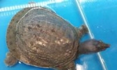 吴王渡黄河鳖