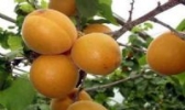三管白水杏