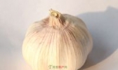 侯村紫皮蒜