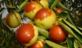 芒果冬枣