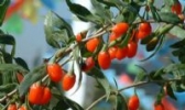 阳城山茱萸