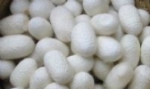 阳城蚕茧