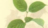 山西山萸