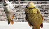 黄河鲤