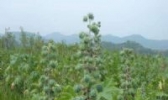桑壁蓖麻