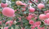 隰县苹果