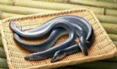 临汾鳗鱼