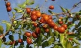 野生酸枣