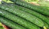 平定黄瓜