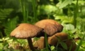 繁峙台蘑
