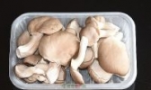 广灵平菇
