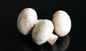 广灵双孢菇